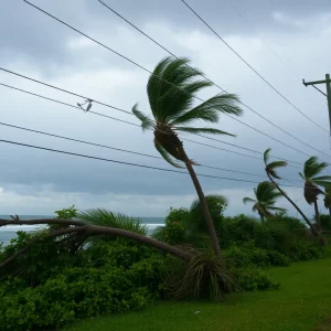 Coastal scene during Hurricane Helene with downed trees and power lines